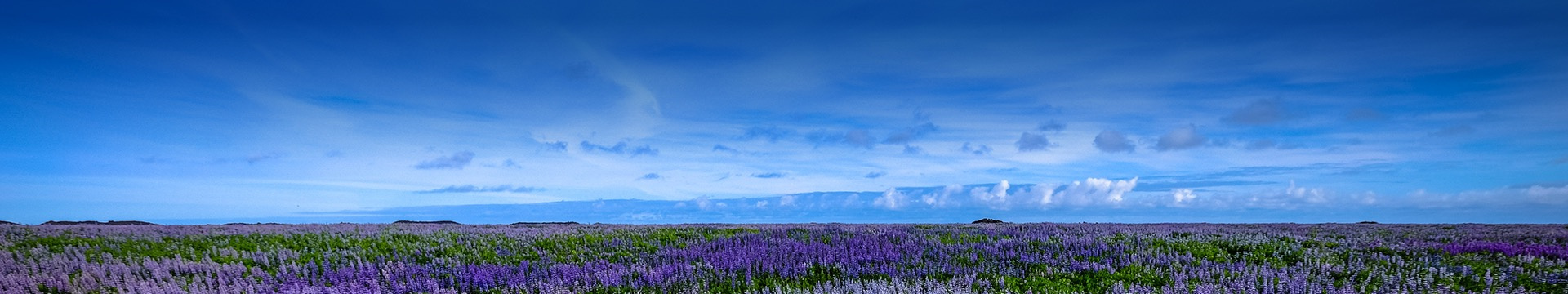 莲花山公墓